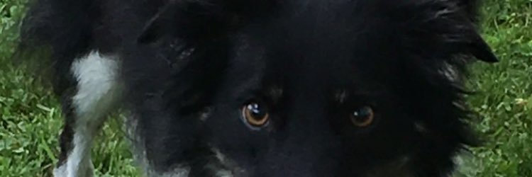 CoachNewman1's profile banner image