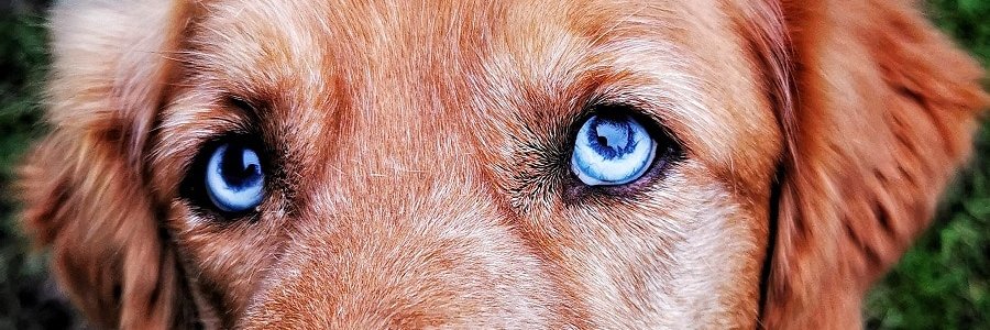 czauczesku's profile banner image