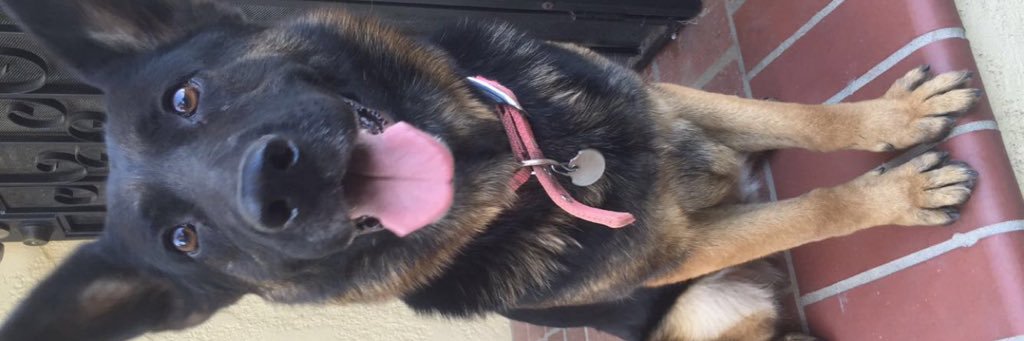 silly_suly's profile banner image