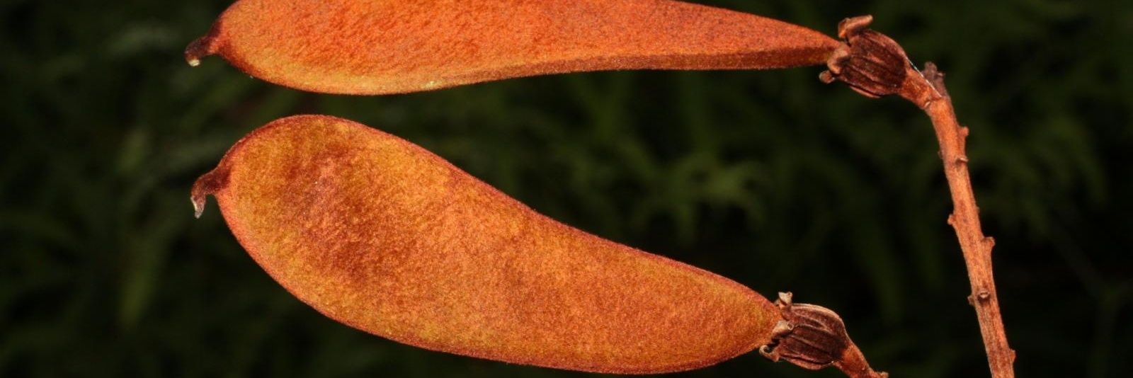 lccasasr's profile banner image