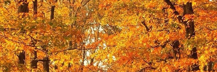 RaYchel_Beee's profile banner image