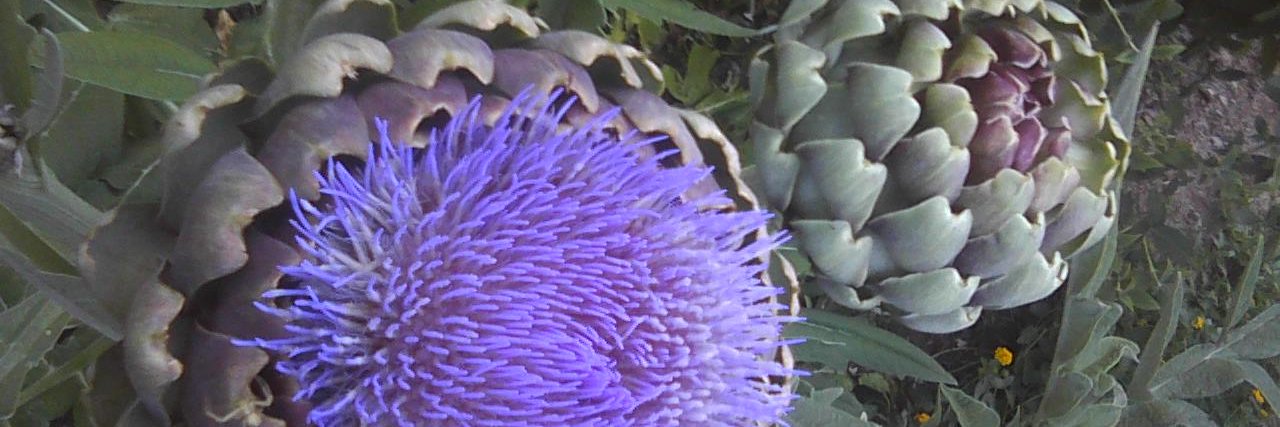 MakeAmericaNorwegianAgain banner