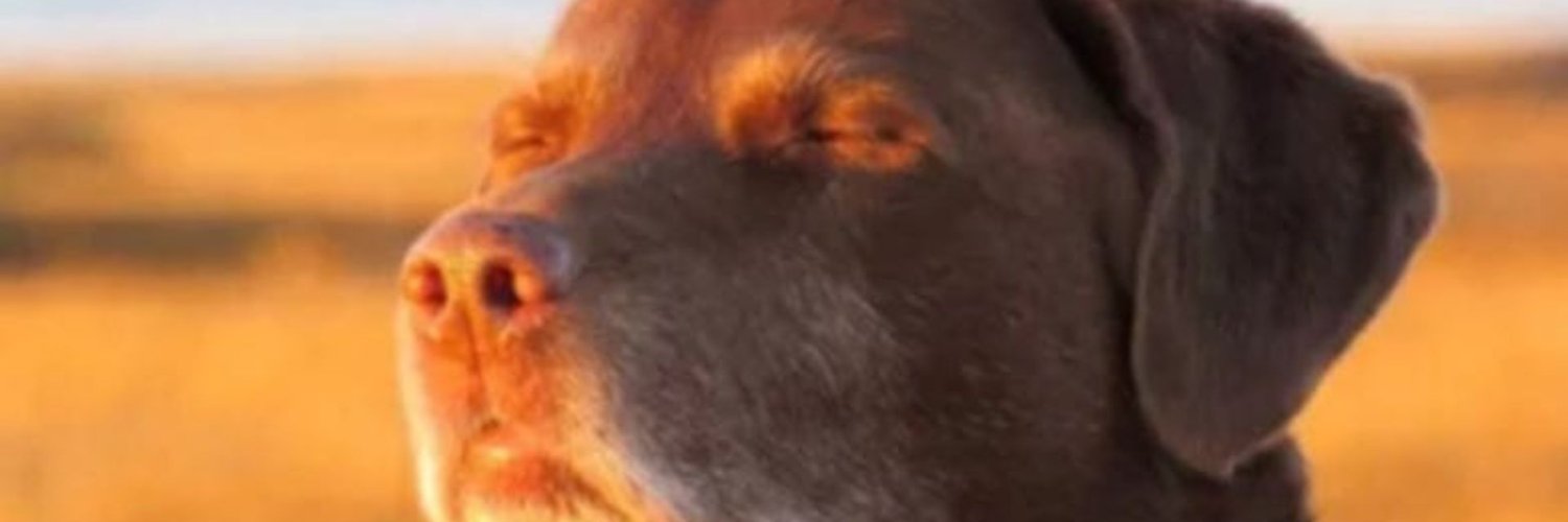 PachiPachiin's profile banner image