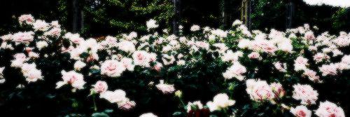xBadassRose's profile banner image