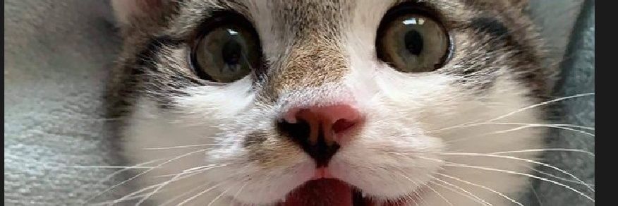 deborajelly's profile banner image