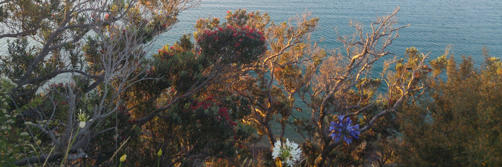 Harriet Wilson banner