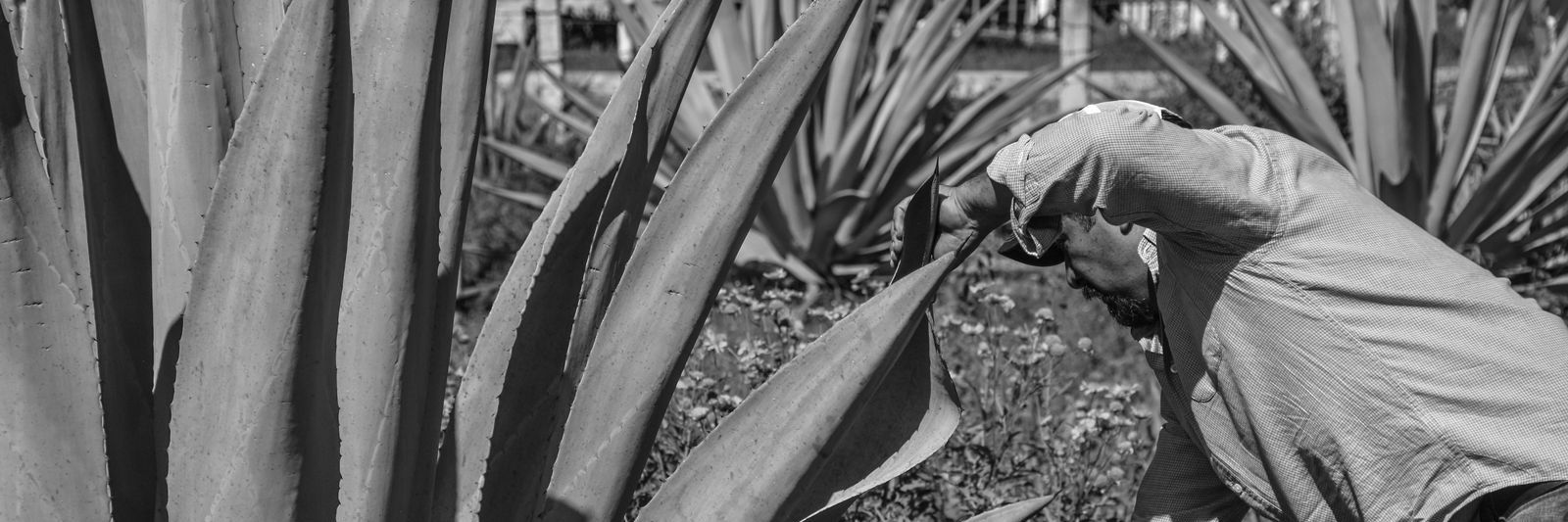 AMezcalera's profile banner image