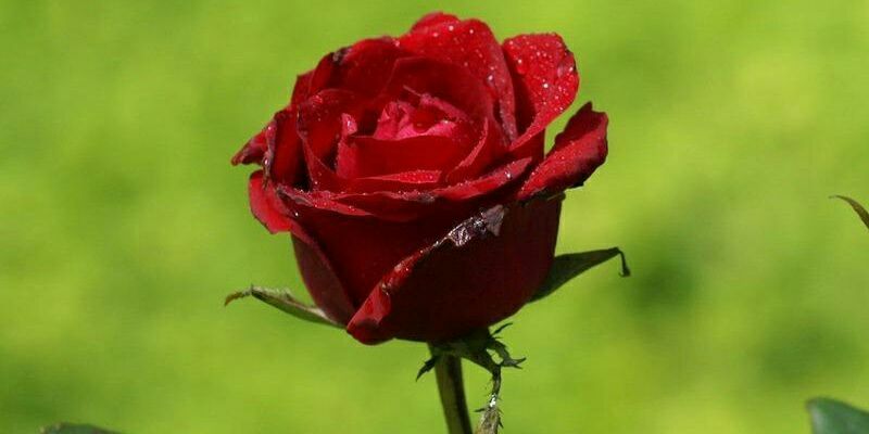 scotvybz's profile banner image