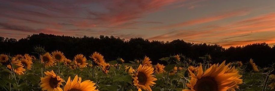 pu2tri_erika's profile banner image