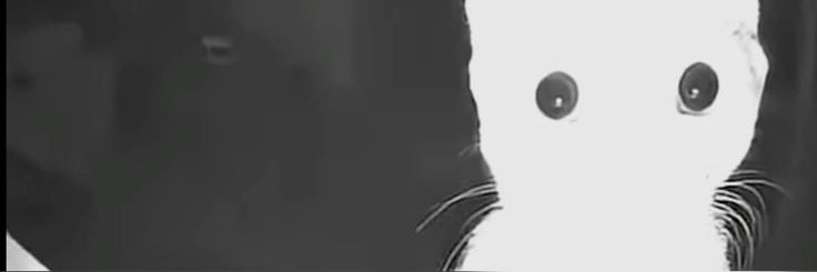 Haider banner
