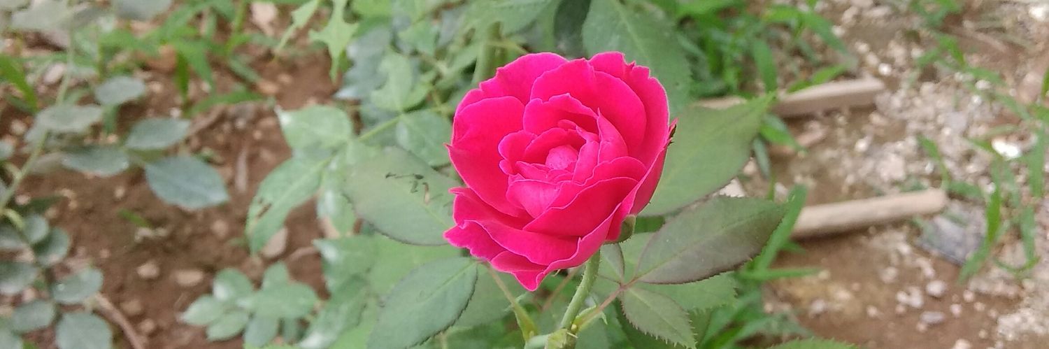 mayazraja's profile banner image