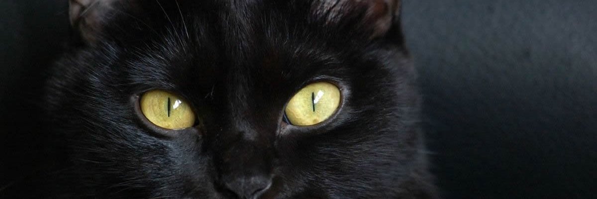 marapucc1's profile banner image