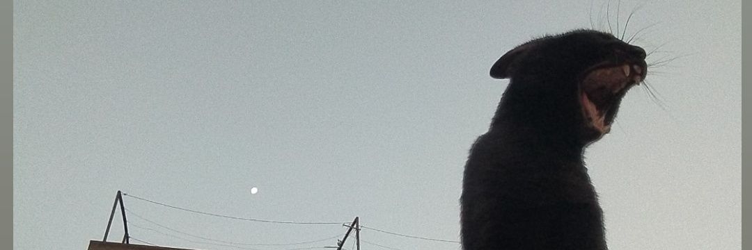 bianneyx's profile banner image
