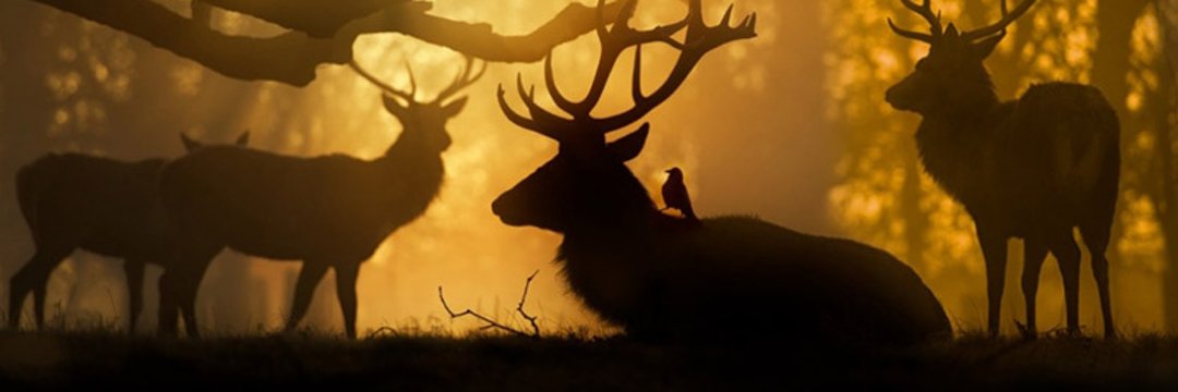 RBedirxan's profile banner image