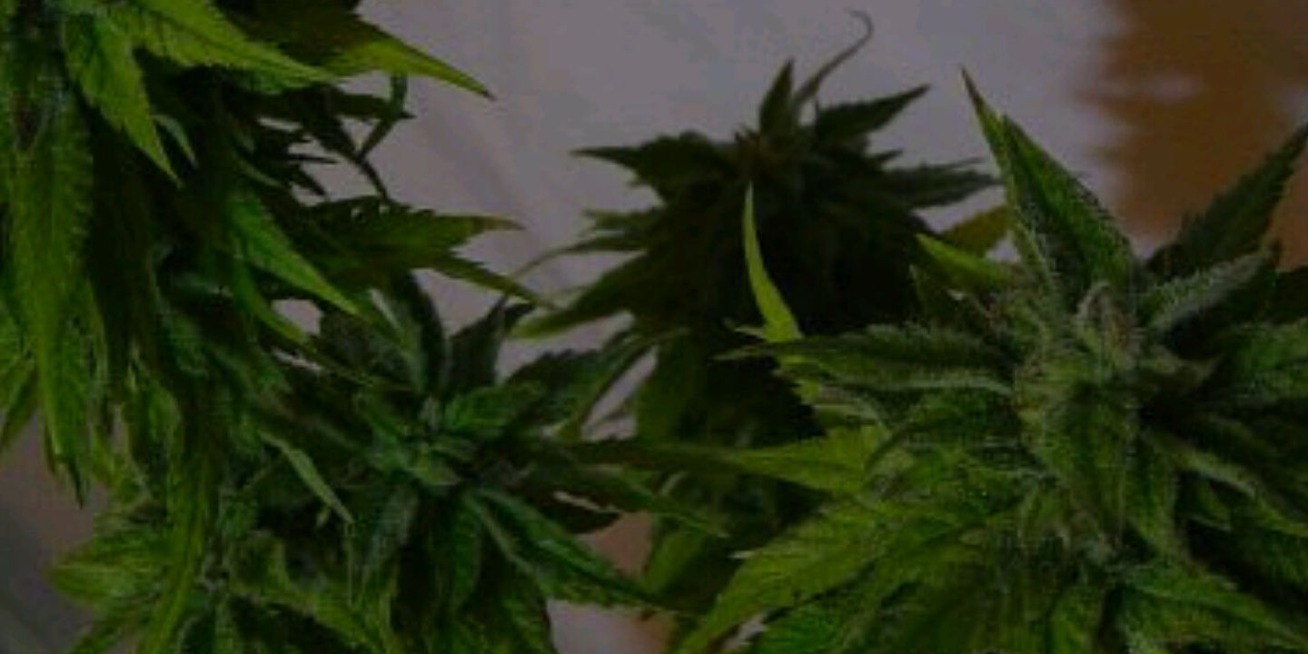 BudzillaCanada's profile banner image