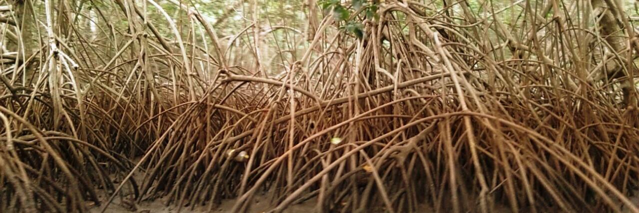 redmanglar's profile banner image