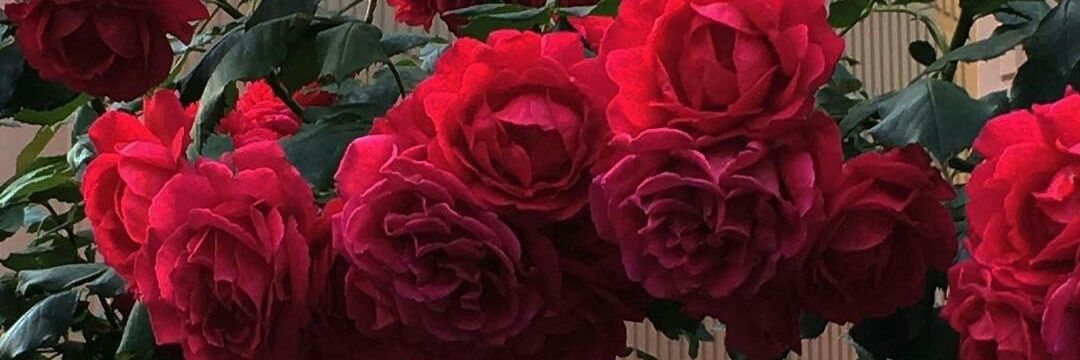__roblesss's profile banner image