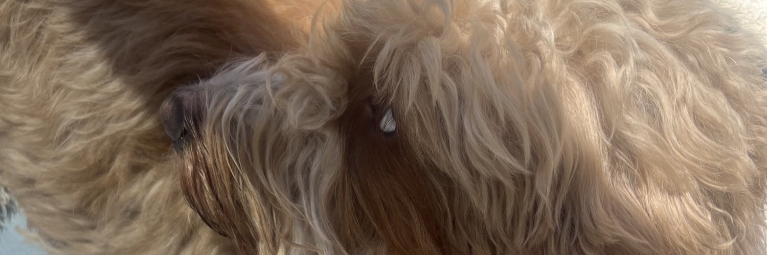 burcinsoybas's profile banner image