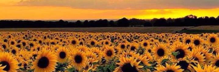 _amberrrdee's profile banner image