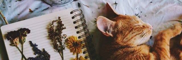 Sarahvisss's profile banner image