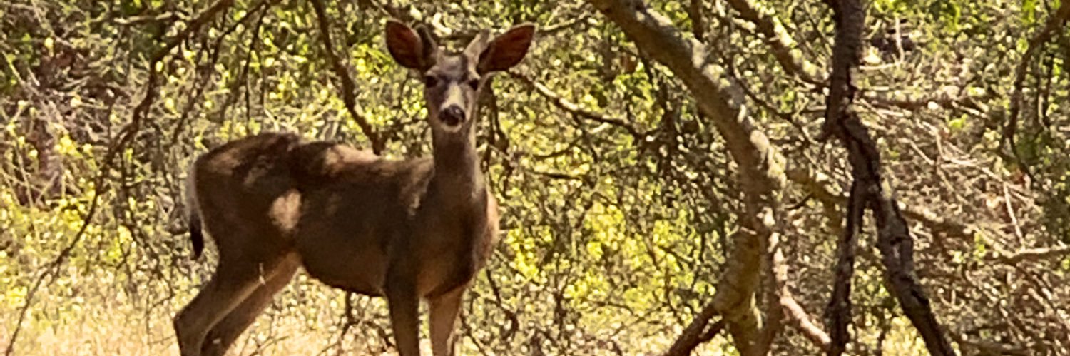 Kate Folb ☮️ banner