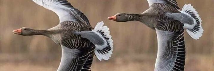 procolld69's profile banner image