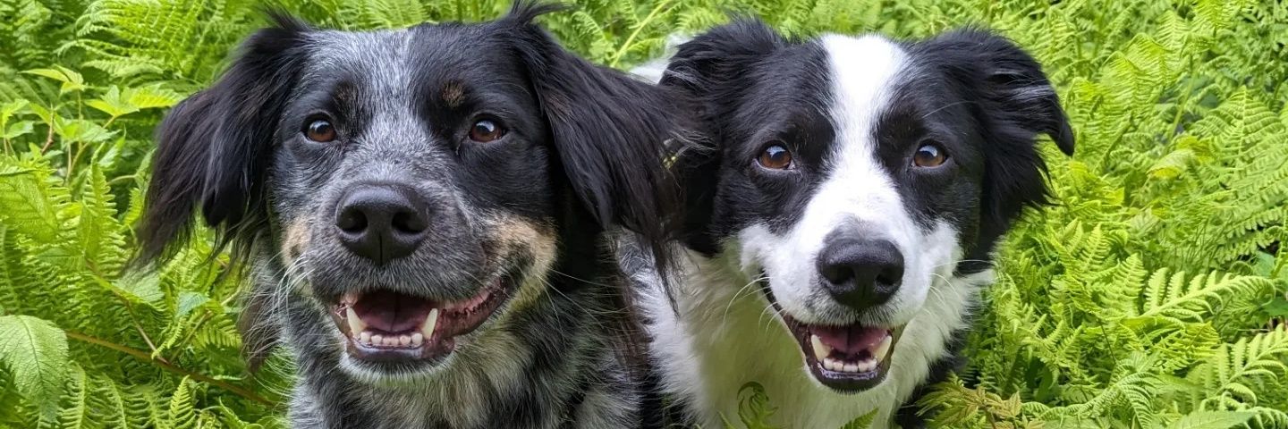 OnePawTaylor's profile banner image