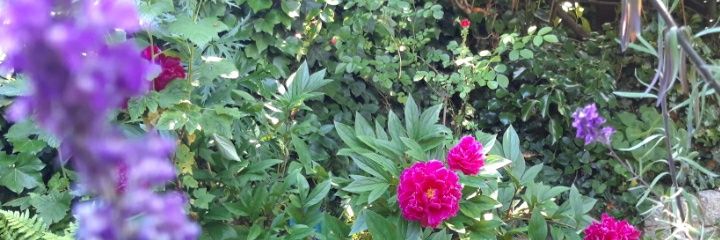 Tracy Cruickshank banner