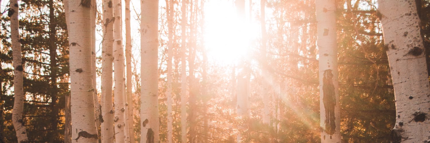 karli_stein4's profile banner image