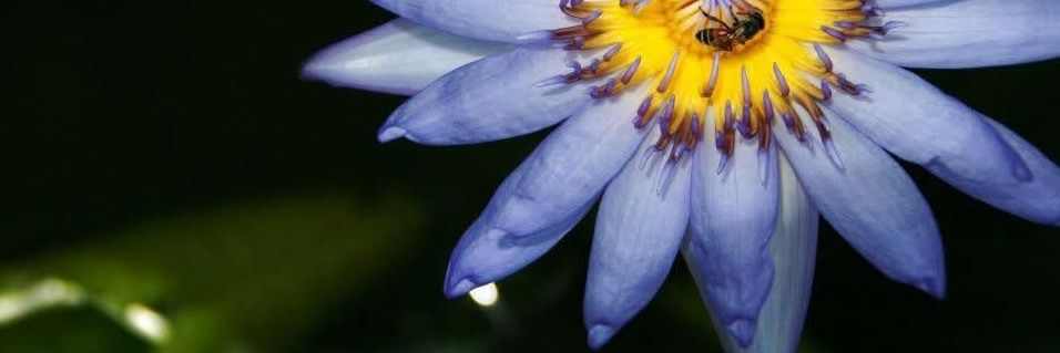 _InnerBloom's profile banner image