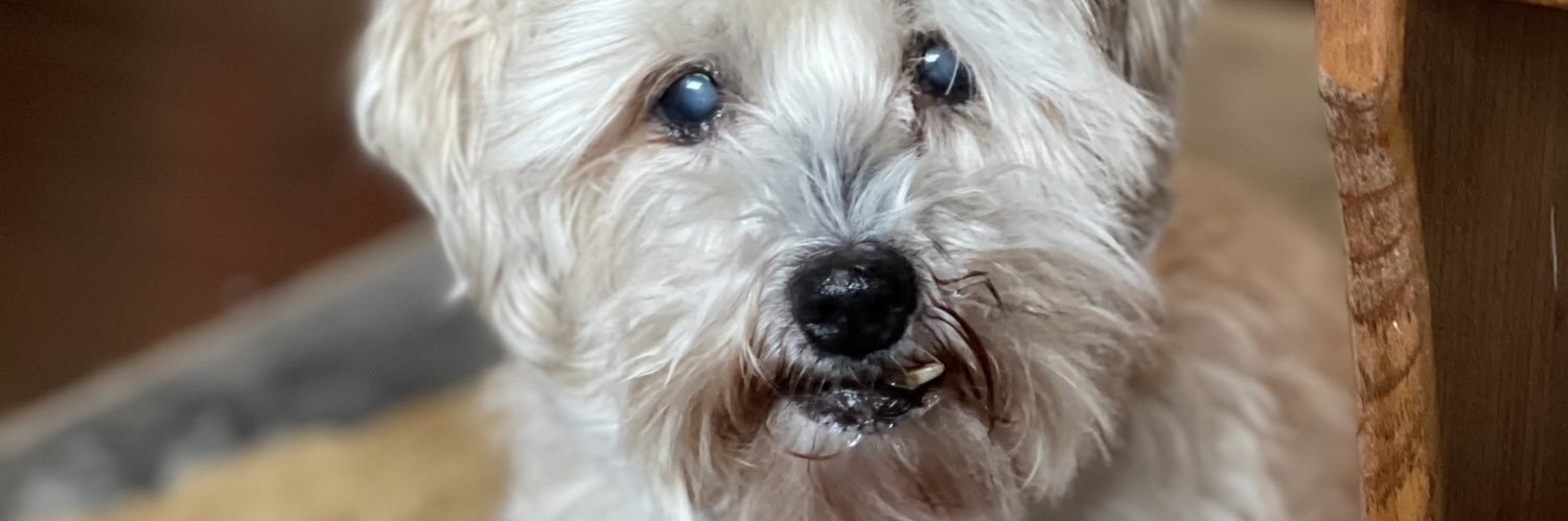 𝙰𝚗𝚍𝚛𝚎𝚊 𝙷𝚎𝚊𝚗𝚜 banner