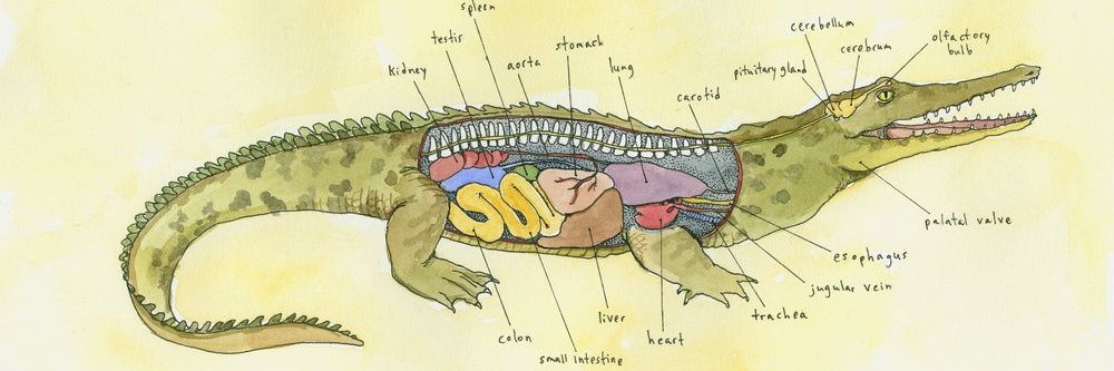 thekrocodile's profile banner image