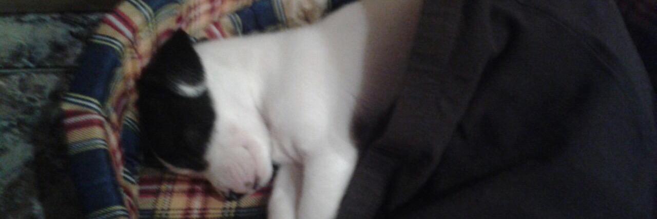 Carolina garcia banner