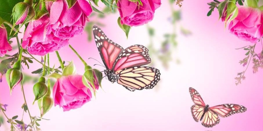 heartsoflutter's profile banner image