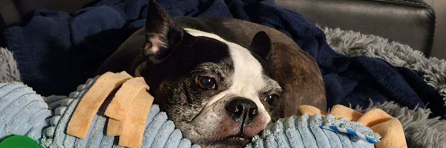 💚Spazy💚 banner