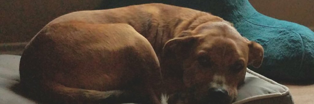 NicoThe_Guy's profile banner image