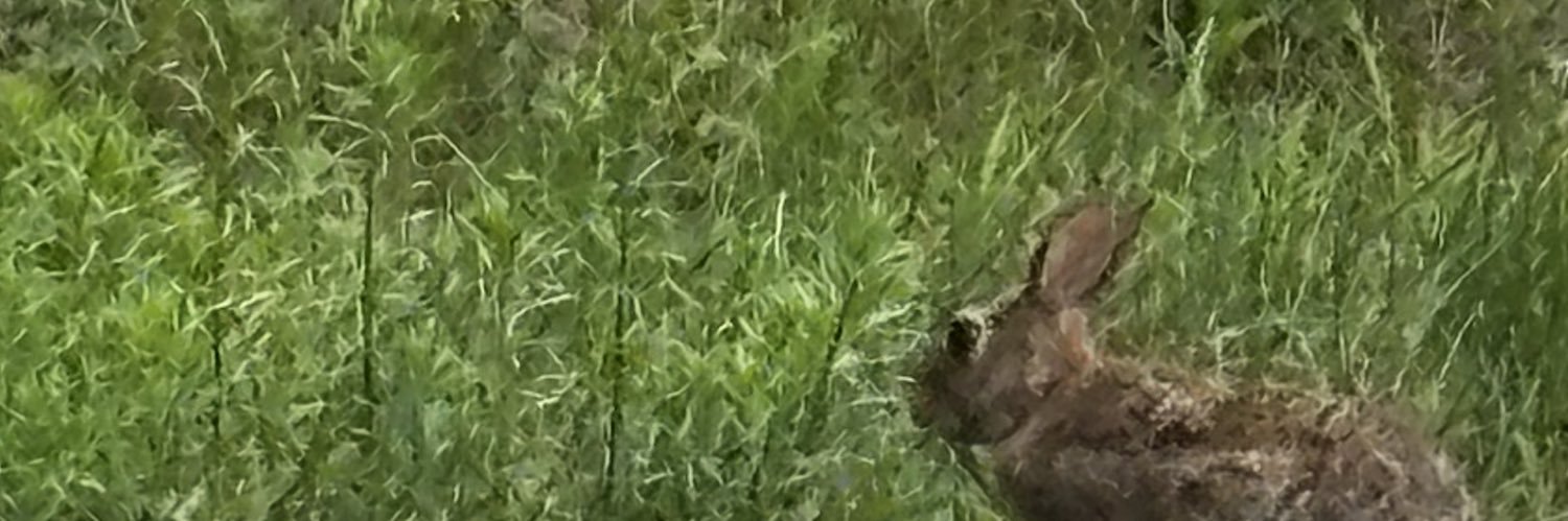 caprisunboiii's profile banner image