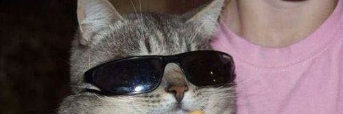 SpaceHunterMeow's profile banner image