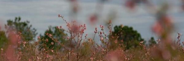 BurrackBugs Profile Banner
