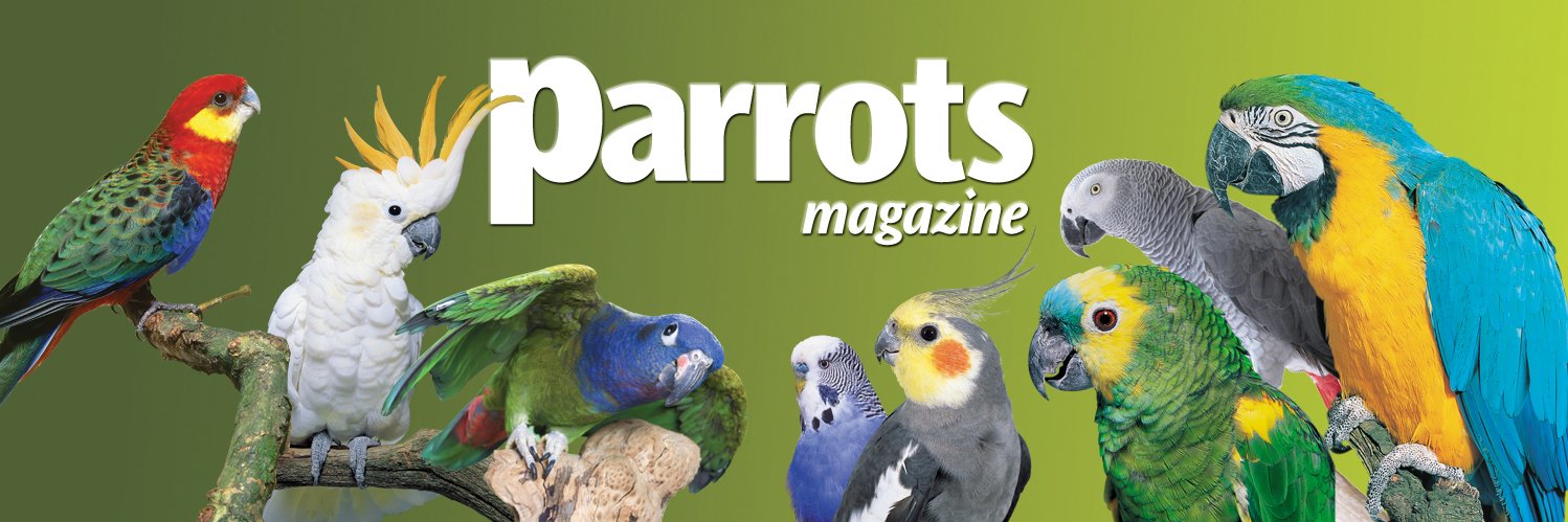 Parrots magazine (@parrotsmagazine) / Posts / X