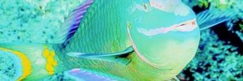 JSoliana's profile banner image