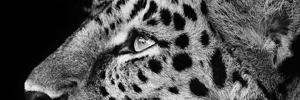 Amsychan's profile banner image