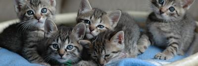 cat_sekai's profile banner image