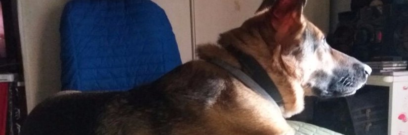 MauriceiaPerpet's profile banner image