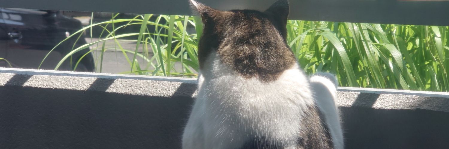 ginkitune00's profile banner image