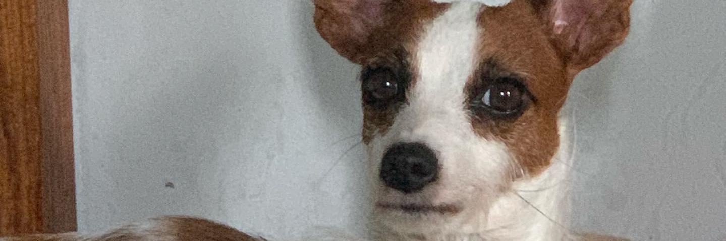 hesucrista's profile banner image