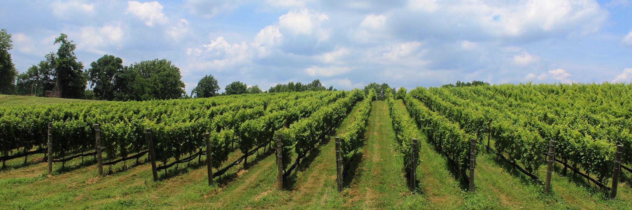 WineFetch's profile banner image