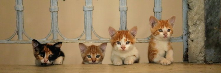 Fritz425345's profile banner image