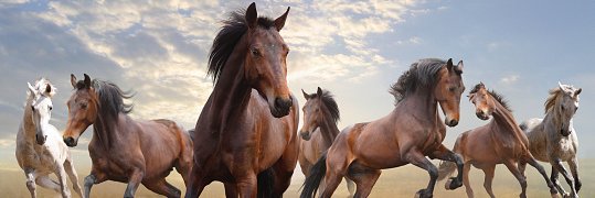 Stable Stories banner