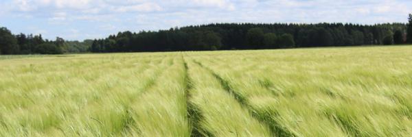 RadivojDavid Profile Banner